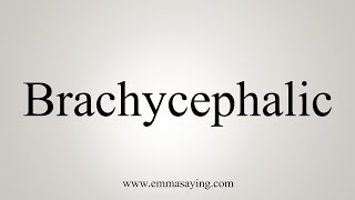 How To Say Brachycephalic [upl. by Eiramasil]