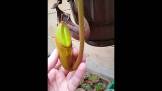 Nepenthes Macrophylla [upl. by Garibold]