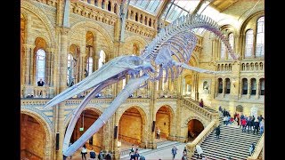 World Most Impressive Natural History Museum London [upl. by Tidwell534]