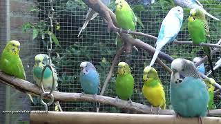 10 minuten parkieten plezier  10 minutes of budgie fun [upl. by Delwyn846]