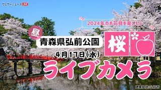 🌸桜ライブカメラ🌸青森県弘前公園 2024年4月17日水 [upl. by Tandie976]