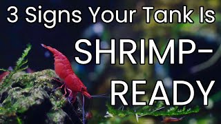 Cycling Your Shrimp Tank Is Not Enough [upl. by Macdermot]