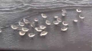 SANDERLINGS  Sandpipers in Motion  Piper  New Brunswick Canada Shore Birds [upl. by Aicenaj]