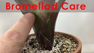 Bromeliad Propagation and Care Update with progression Keeping leaves clean and flowering [upl. by Amelia487]