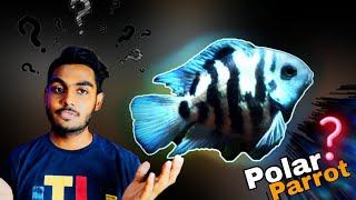 All about Polar Parrot fish care Tankmates Breeding in Hindi [upl. by Eirac670]