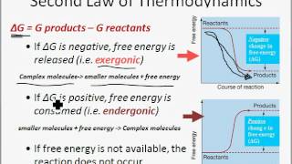 Energy Enzymes and Metabolism [upl. by Latricia869]