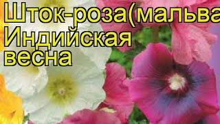 Мальва Индийская весна Краткий обзор описание характеристик alcea rosea Indiyskaya vesna [upl. by Kallman]