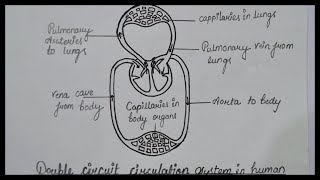 Double Circuit Circulation Diagram  How To Draw Double Circuit Circulation Diagram System [upl. by Acinna]