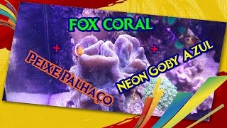 Peixe Palhaço  Peixe Neon Goby Azul  Fox Coral [upl. by Danella801]