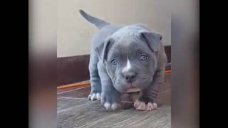 Playful pitbull puppy  The cutest thing you will see today [upl. by Carrissa875]