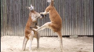 Kangaroos Fighting Kangaroo Battles [upl. by Aikemehs]