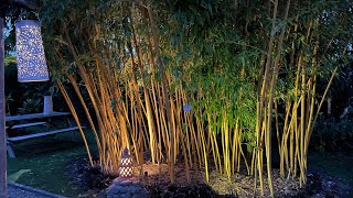 Phyllostachys vivax aureocaulis 16 days timelapse growth rate [upl. by Akehs354]