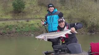 Sturgeon Fishing in Oregon on the Willamette River [upl. by Rafaello]