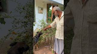 ഇനി ആർക്കെങ്കിലും ഇത് അറിയാതെ ഉണ്ടോ 🤷‍♂️ chottu dog doglover laika [upl. by Hailee]