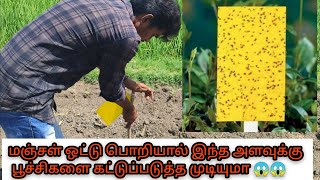 மஞ்சள் நிற பசை ஒட்டு பொறி Yellow sticky trap  how to use yellow sticky trap glue trap  பசை பொறி [upl. by Heiner]