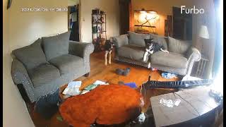 Dog Caught Pulling TV Down  Furbo Dog Camera [upl. by Carbrey788]