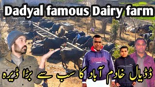 Dadyal khadimabad famous DeraChaudhary Qadir dairy farm khadimabadNumerous cows and buffaloes [upl. by Navetse]