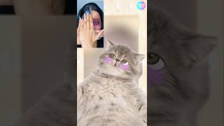 Cat TikTok Follow  POV fyp xyzbca shorts cat catanimation 애니메이션 추천 [upl. by Ssenav479]