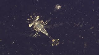 Why Are Plankton the Most Vital Organisms on Earth  BBC Earth [upl. by Atineb31]