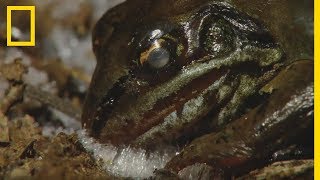 Cette grenouille des bois gelée revient à la vie [upl. by Dorlisa]