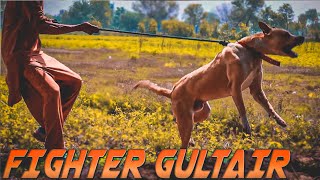 Fighter And Dangerous Sindhi Gultair Dog  Gultair Dog In Pakistan  Pure Gultair Dog Ki Pehchan [upl. by Nylloh]