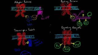 Proteins with SH2 or PTB domains that interact with Receptor Tyrosine Kinases [upl. by Edualc]