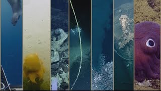 Best of the EV Nautilus 2016 Expedition  Nautilus Live [upl. by Kiki]