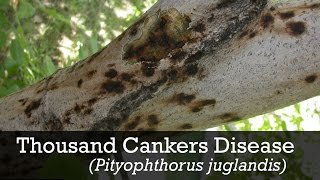 Thousand Cankers Disease ID [upl. by Diella369]