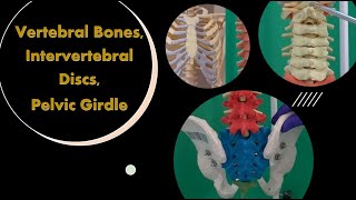 Vertebral Bones Intervertebral Discs and Pelvic Girdle [upl. by Kerat538]