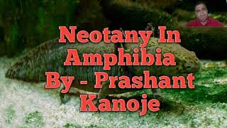 Neotany In Amphibia II By  Prashant Kanoje [upl. by Troyes]