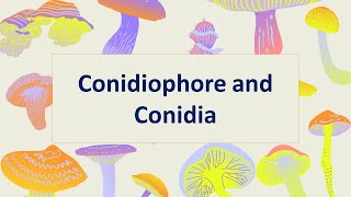 Conidiophore and Conidia Asexual reproduction of Fungi Part 4 [upl. by Jaret]