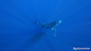 Le chant des baleines  île de La Réunion [upl. by Cassandra327]