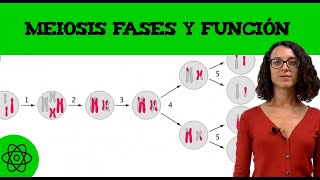 Meiosis 👩‍🍼 Fases y función [upl. by Nea545]