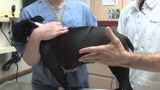 How to Tell if a Dog Is Pregnant [upl. by Uv]