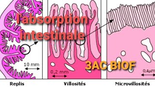 l absorption intestinale 3AC BIOF [upl. by Eiramanit280]