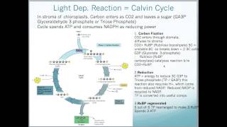 A2 Edexcel Biology Unit 4  Photosynthesis [upl. by Kopp]