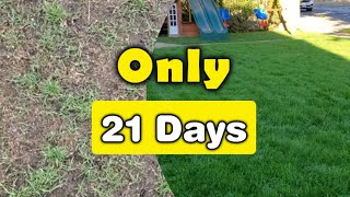 Fix Your Thin Lawn In ONLY 3Weeks [upl. by Warton]