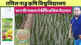 धान की फसल में अप्सा 80 डालने से जबरदस्त पैदावार l Dhaan ki fasal l paddy crops l 40 अधिक पैदावार [upl. by Dambro]