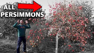 How to Grow a Persimmon Tree Complete Growing Guide [upl. by Sarnoff]