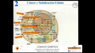 ¿Cuál es la función de los oncogenes o genes supresores en las células [upl. by Lowenstern]