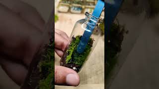 Terrarium making subscribe asmr plants terrarium nature aquarium ecosystem greenthumb viral [upl. by Auqinihs]