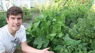 Intercropping Ideas For Success in The Garden [upl. by Eiromem587]