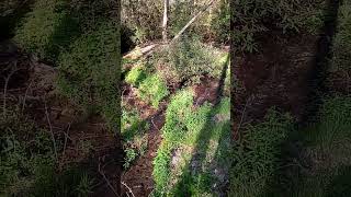 older video 2020 before all hemlocks died started falling 2 springs into 1 [upl. by Morven]