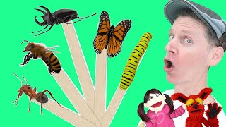 Bugs  Pop Sticks Song with Matt  Dream English Kids [upl. by Naara]