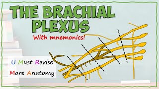 Anatomy of the Brachial Plexus [upl. by Sugden803]