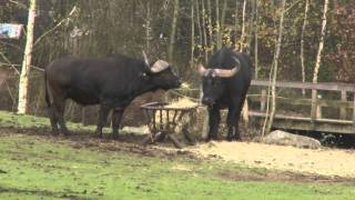 Kaapse Buffel Safaripark Beekse Bergen [upl. by Rains126]