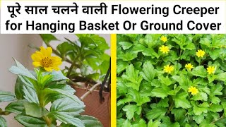 Wedelia Trilobata Creeping Daisy Flowering Plant Care In Pot  In Hindi 🍀🌿🌺 [upl. by Enimzaj]