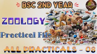 Zoology Practical File Part 8 Hindi Medium  IInd Year  Diagram  Theory shikshadeep [upl. by Bueschel]