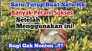 Bikin Merinding Lihat Buah nya Sekali Semprot Buah Cabe Langsung Mbludak Lebatnya [upl. by Einaffyt]