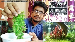 HYDROCOTYLE TRIPARTITA MINI CUTTING  AQUARIUM CARPET TRIMMING AND UPROOTING  EASY NON CO2 CARPET [upl. by Zilevi]